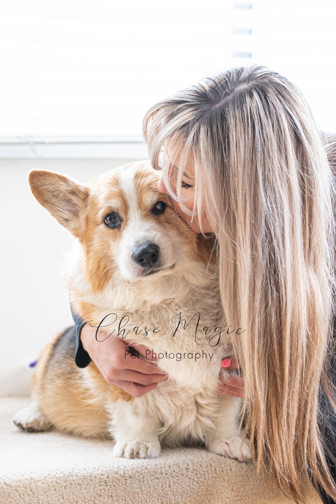 Fluffy Corgi sitting on the sofa with a women getting kisses and cuddles
