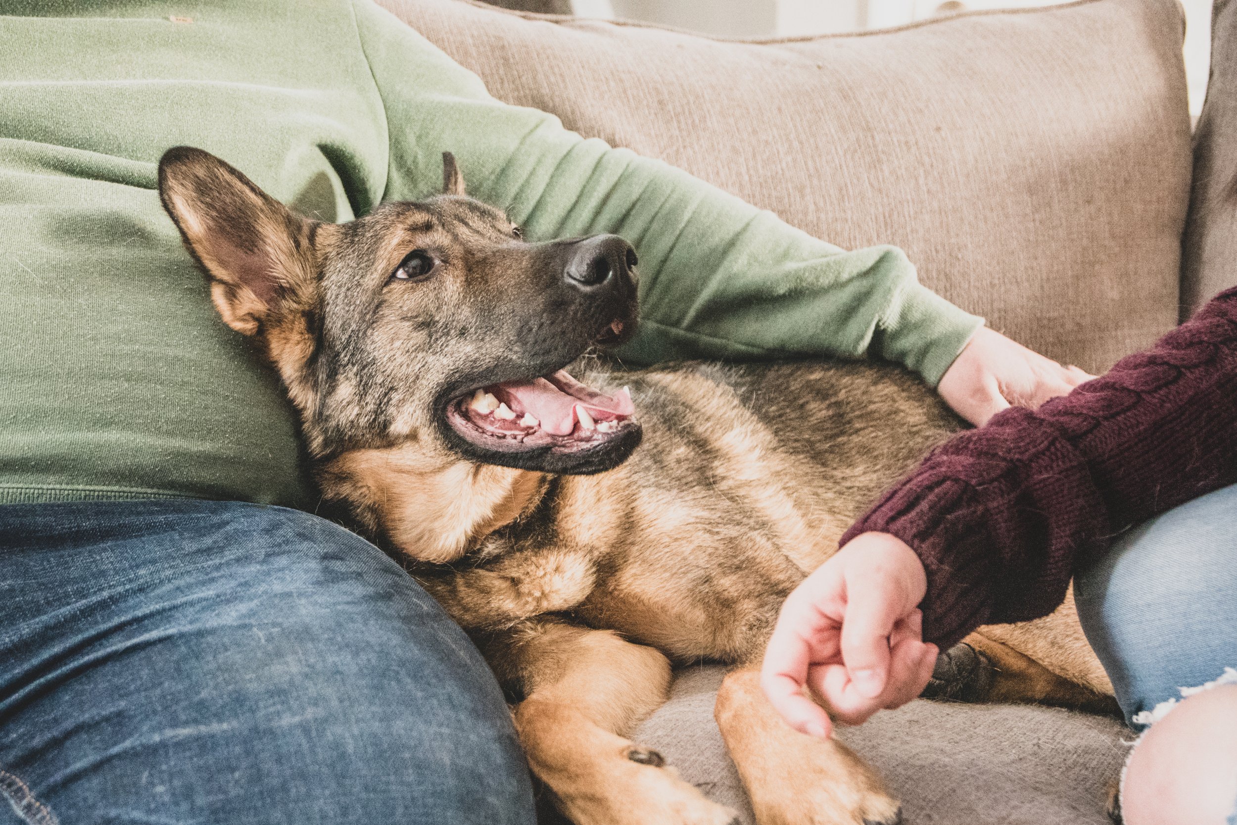 man and a women sitting on a sofa couch with german shepard dog