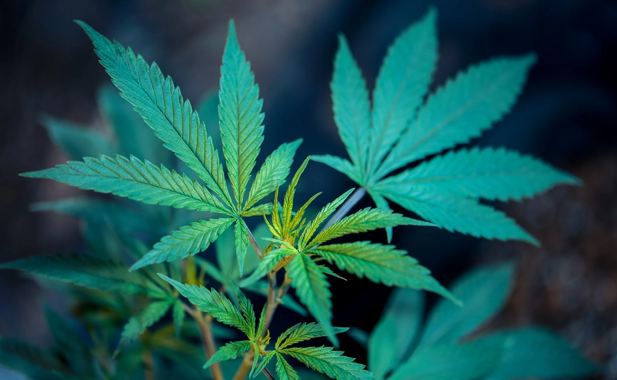 The Endocannabinoid System Part 2