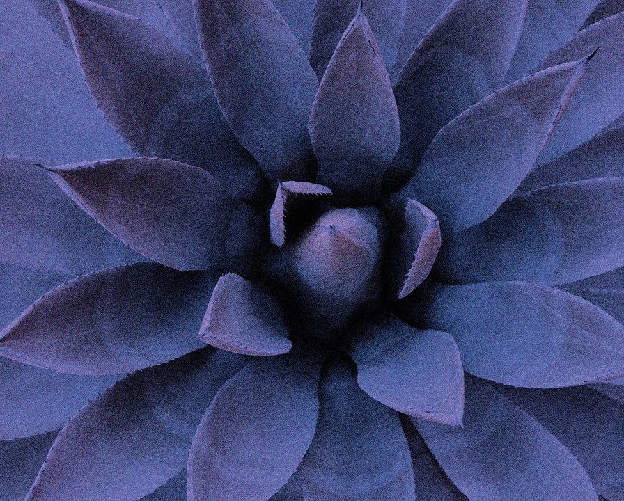 DOCTOR-FELECIA-DAWSON