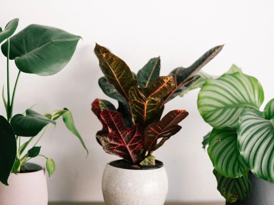 The Best Air-Purifying Plant for a Healthier Home