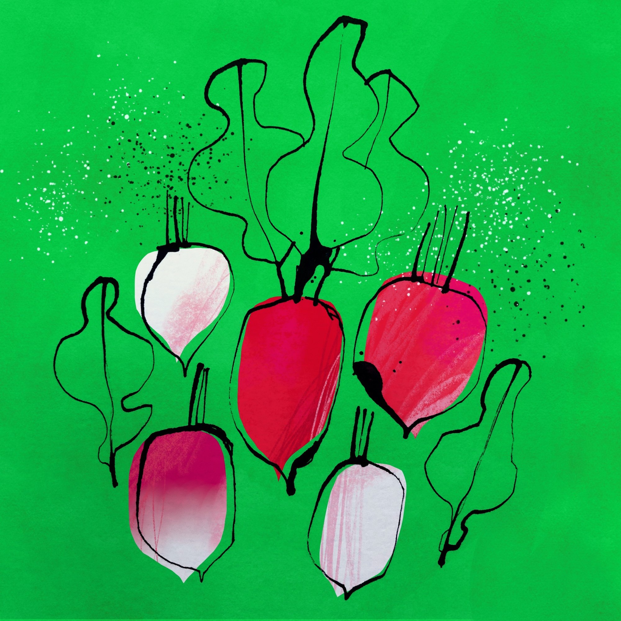 Illustrated radishes 