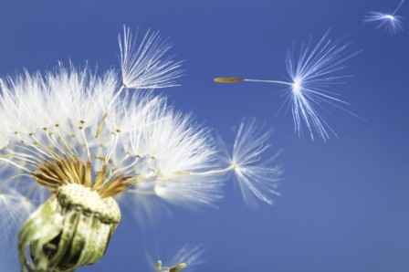 DandelionMom-Image.jpg