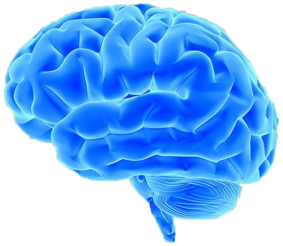 brainpngfuckingfianlly.png