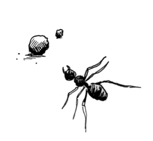 ignore-ants.png