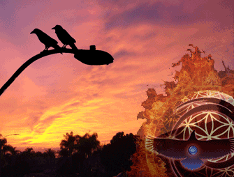 Crows insist that ‘thinking’ isn't what it appears!