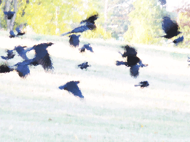Crows believe in God… just not yours. Do you embrace an unnecessary god?