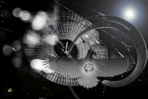 Unbelievable things you have in common with spiders! You can choose your attention.