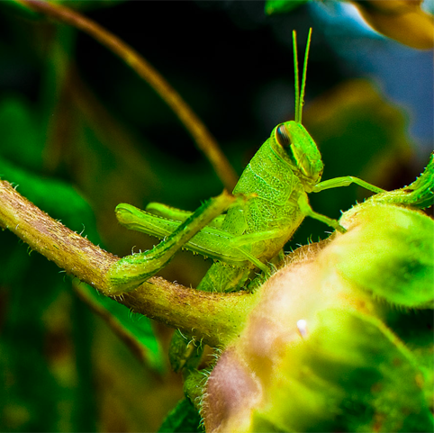 Things and thought go together. Locusts know something you don’t... ‘how thought is created’.