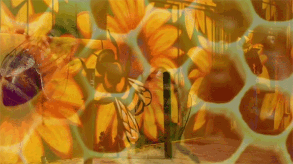 Learn the geometry of creation from a bee. Navigating the mirrored fractal honeycomb Part 2