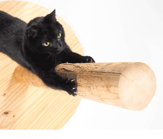 cat-litter.gif