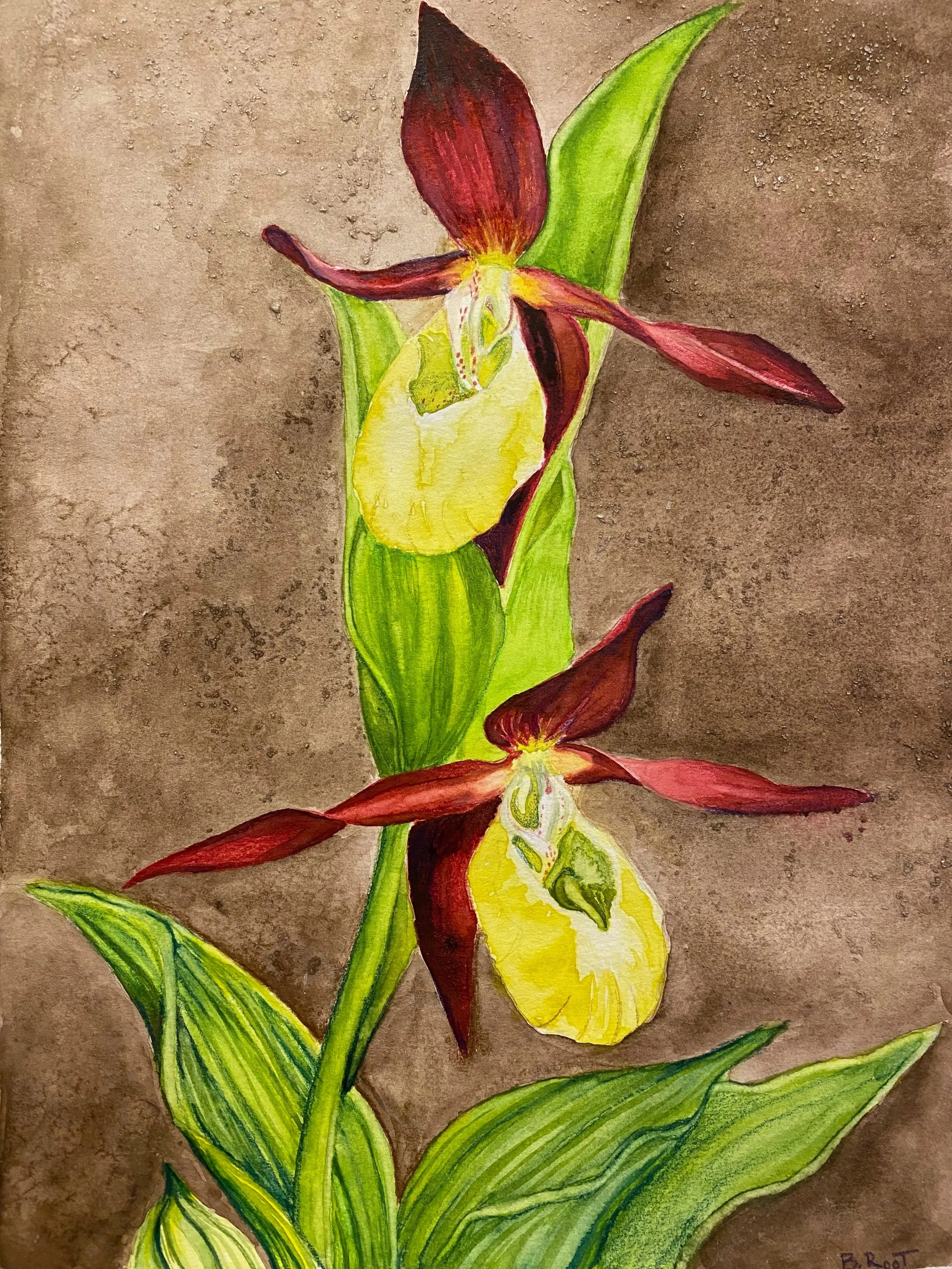 Lady's Slipper, 2023