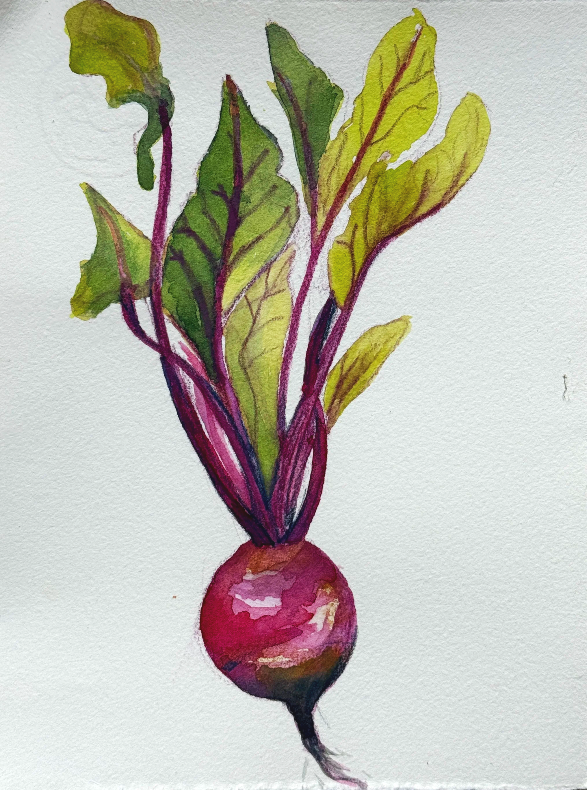 Beet, Fresh from the Garden, 2024