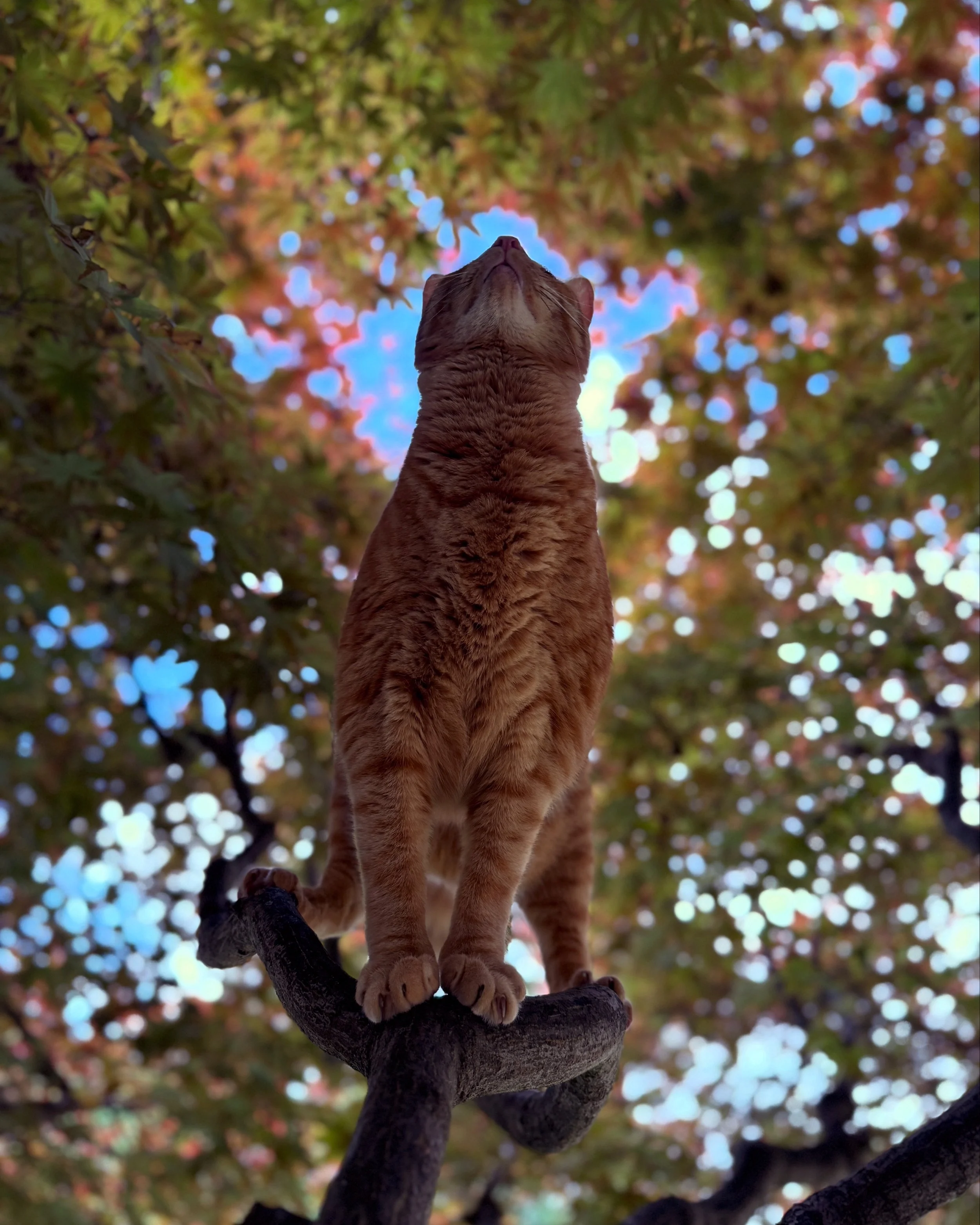 9 Lives, 2025