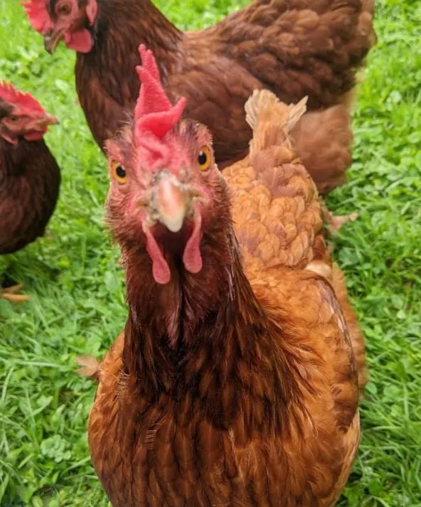 2025 Crawford County Fair