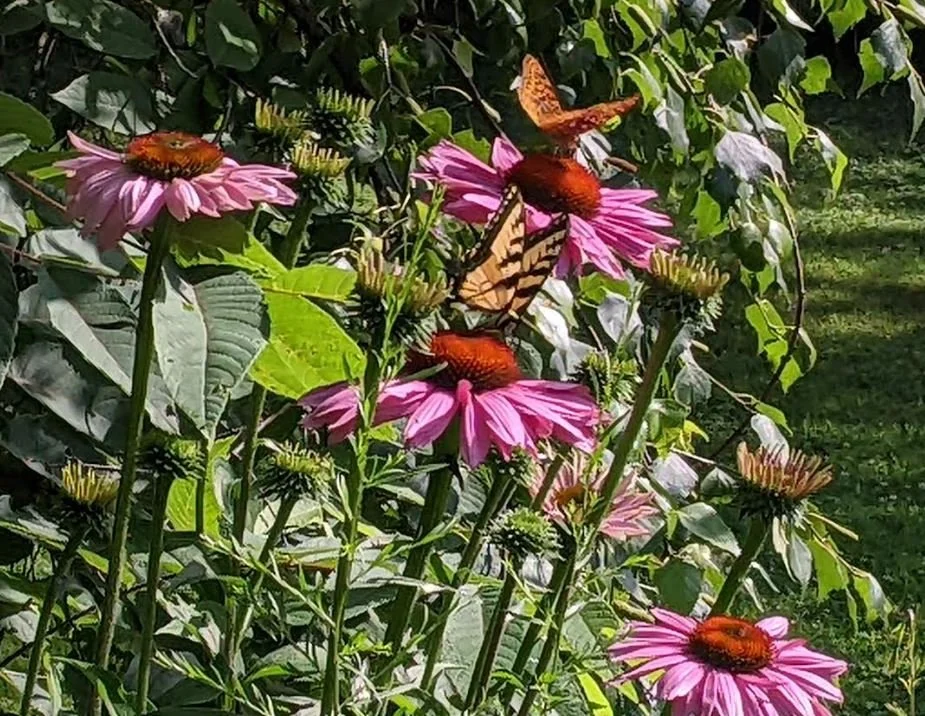 How to Save Your Seeds - Meadville Public Library