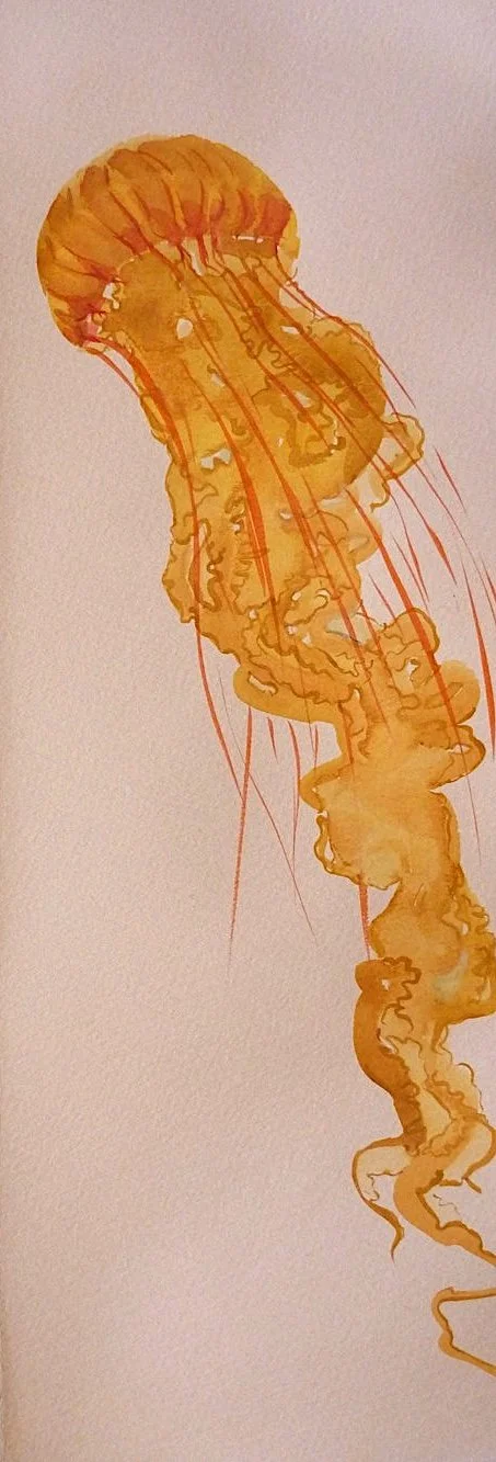 Orange Jellyfish.jpg