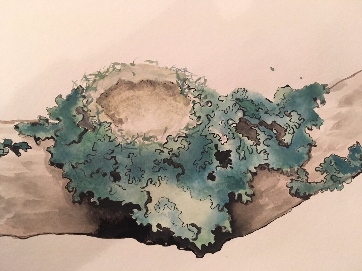 Hummingbird Nest.jpg