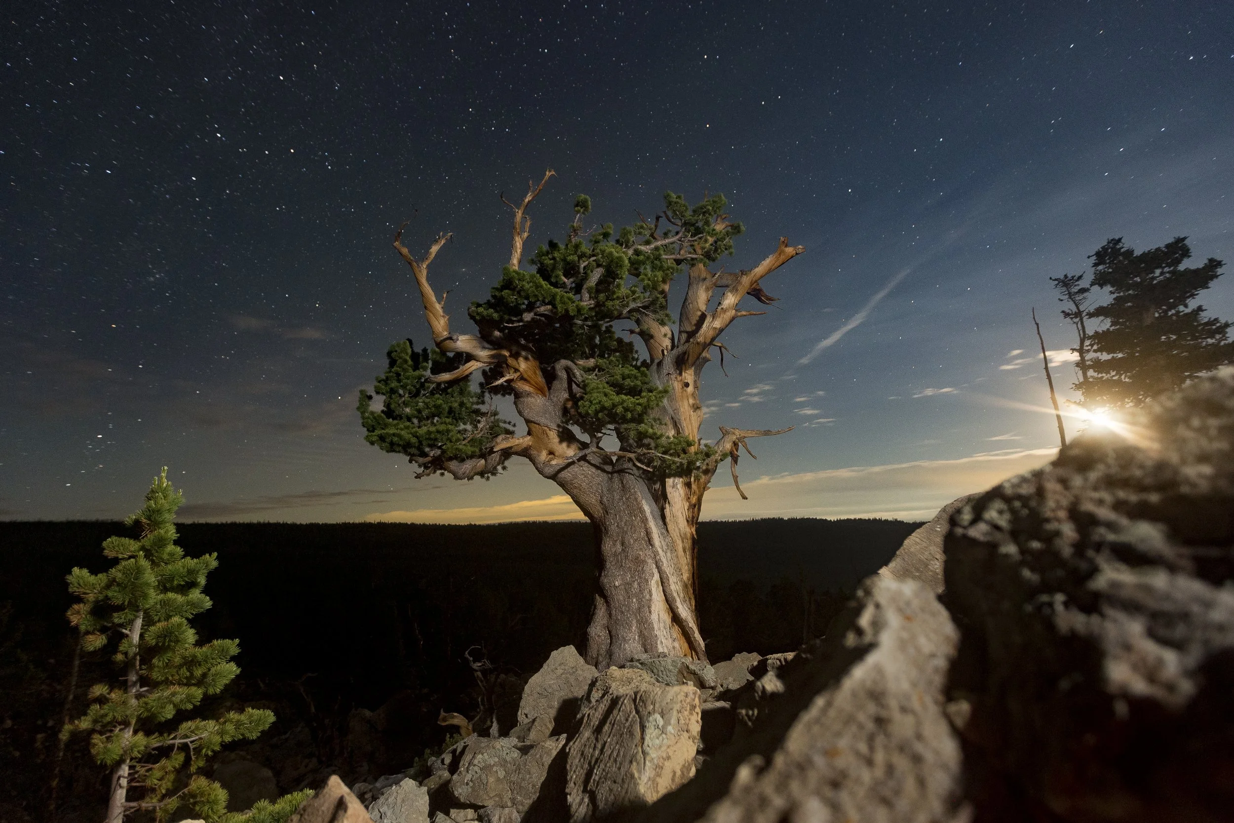 Rocky Mountain Limber Pine.jpg