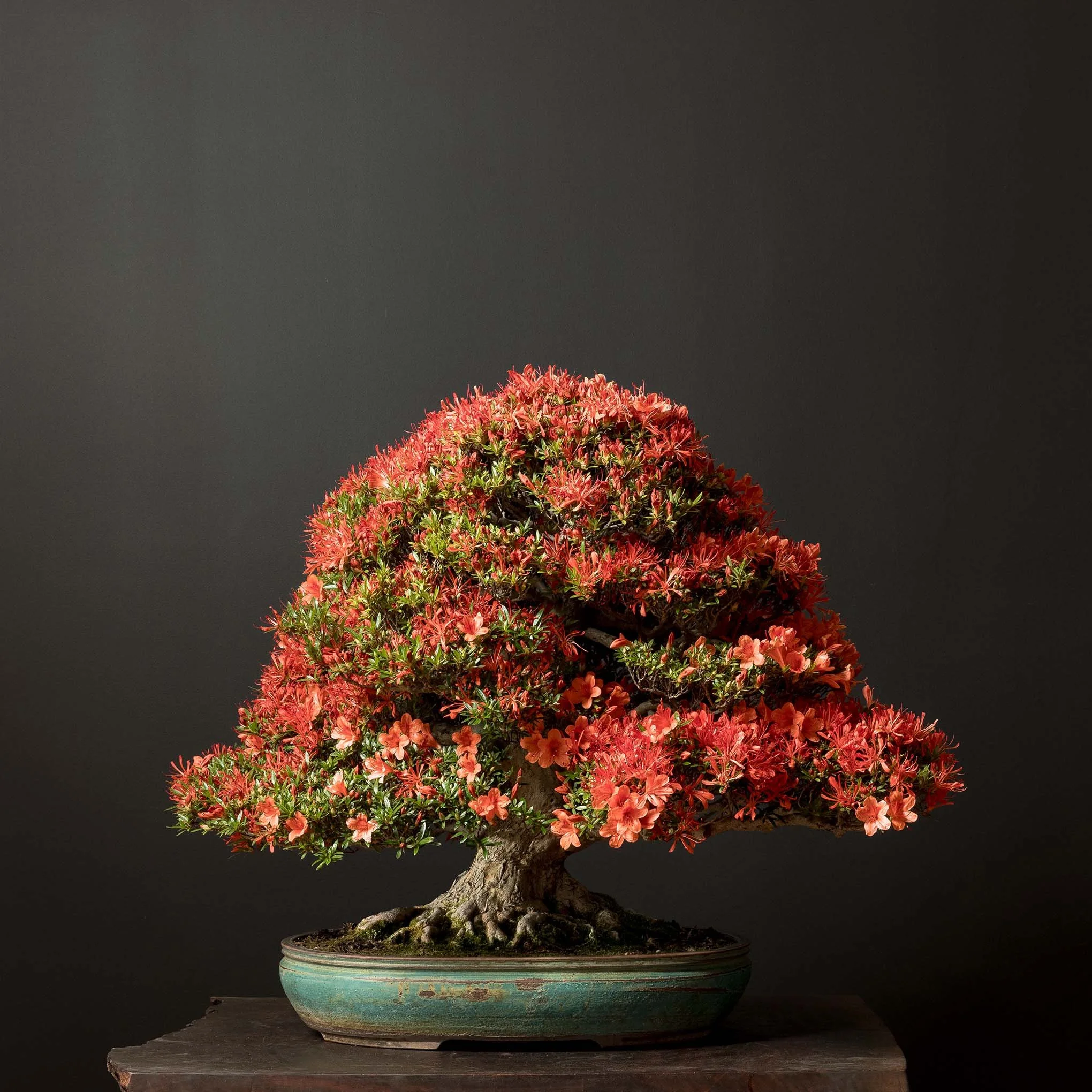 06.13.2025_Azalea_Flowering_Gallery Res -1.jpg
