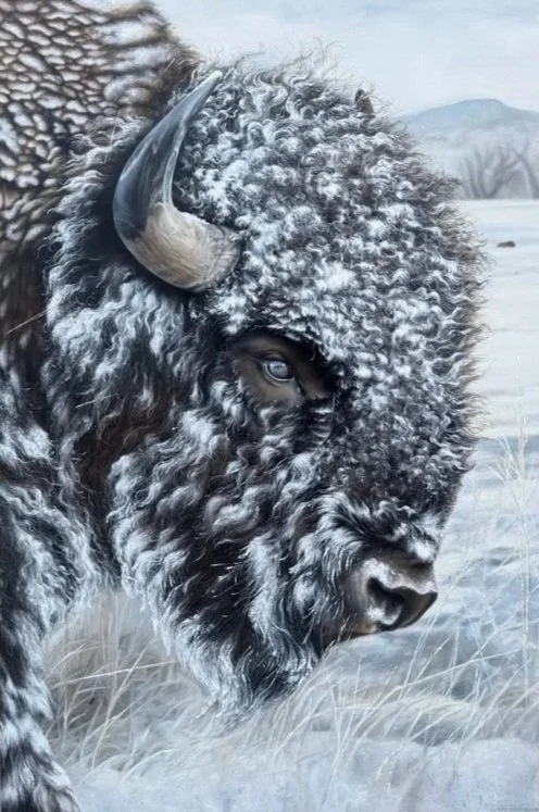 Enduring Buffalo - SOLD
 
Oil on canvas
 
4'x6'
 
Private collection in Colorado
