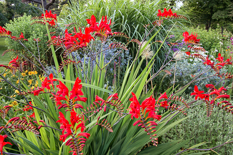 Along the Gardens Path — Friends of the Public Gardens