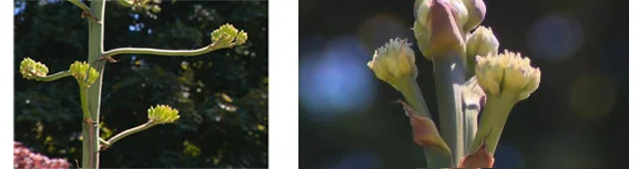 agave-bloom-two.jpg