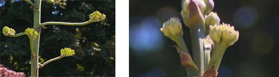 agave-bloom-two.jpg