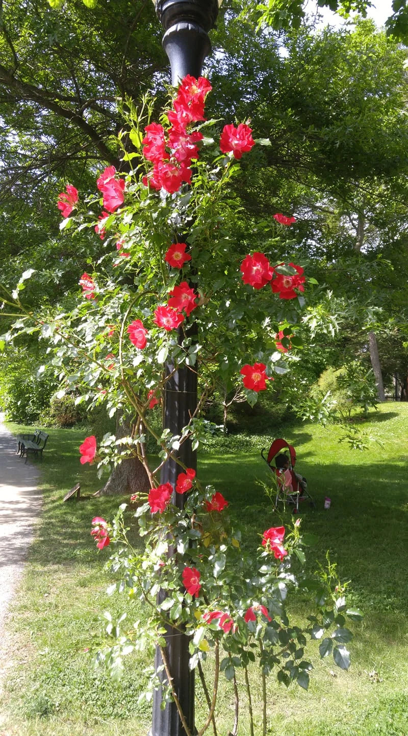 climbing_rose.jpg