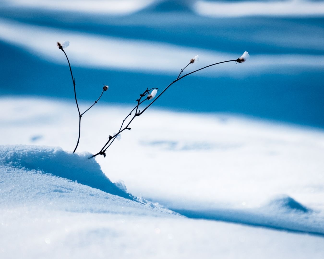 Solitude in Snow