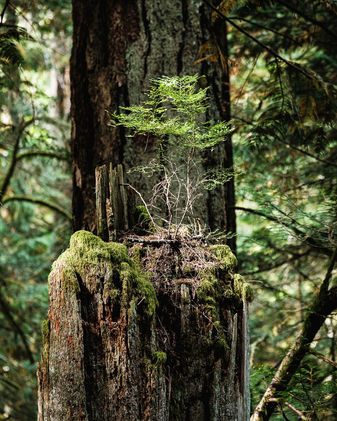 Old Growth, New Growth