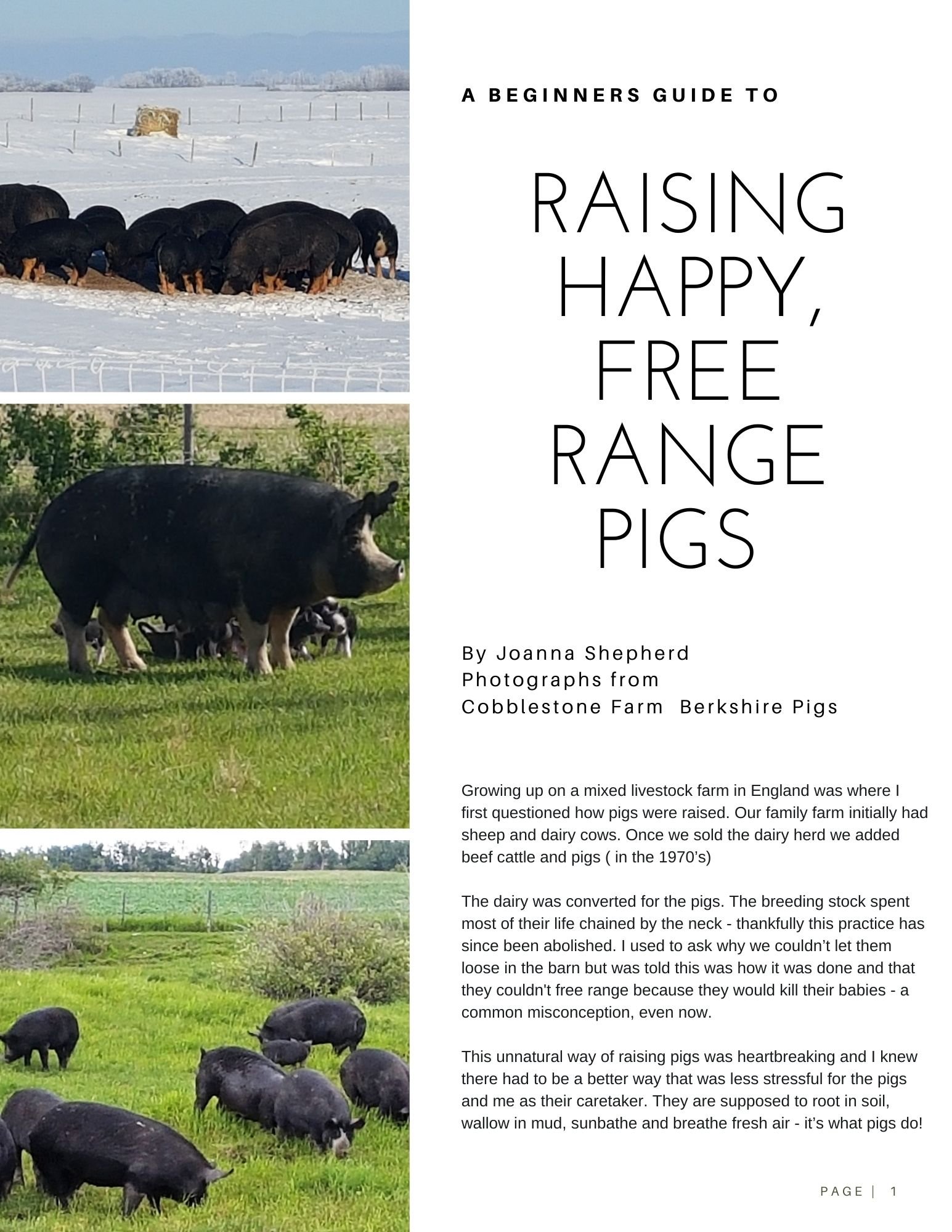 beginners guide to raising free range pigs .jpg