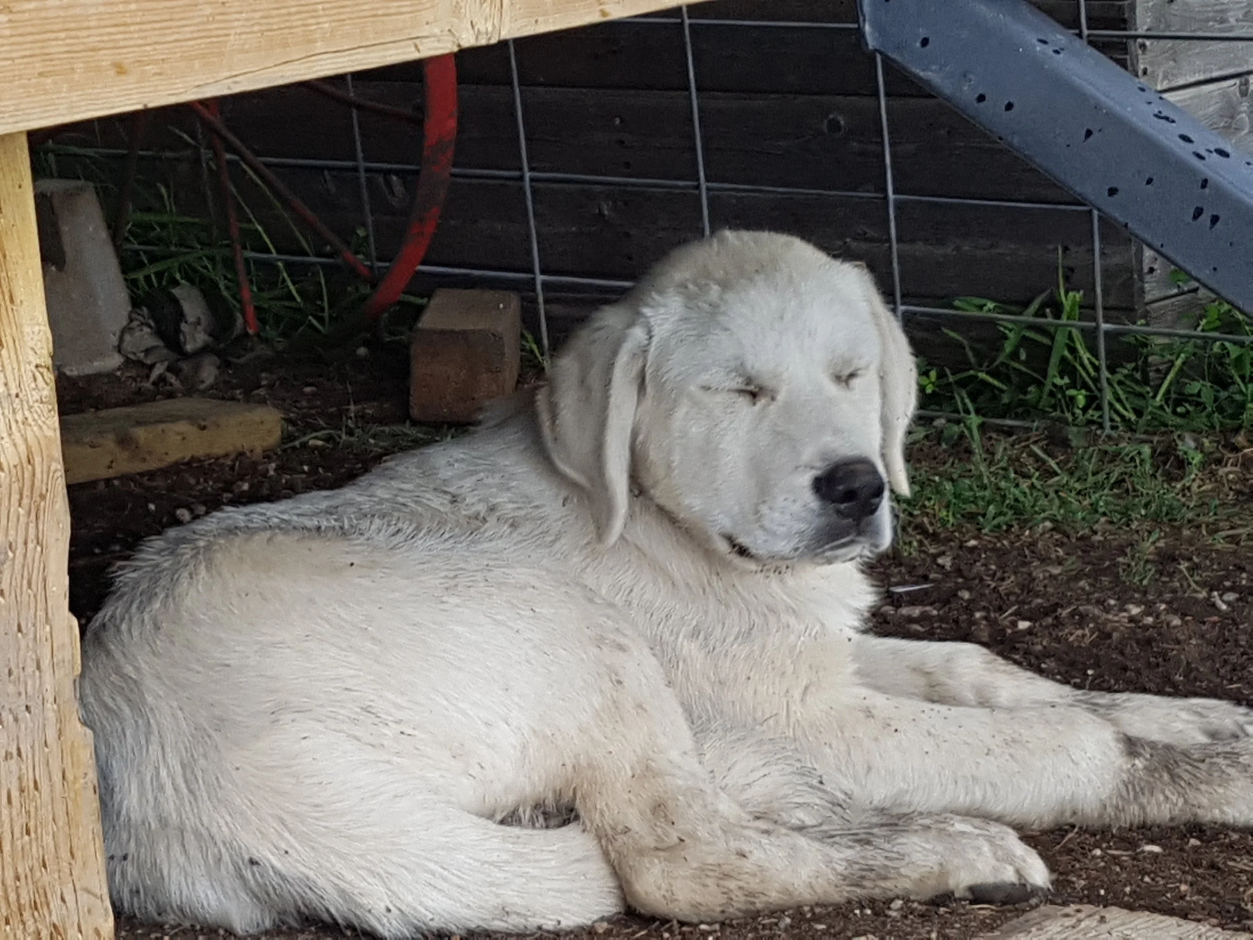 Buddy - Dummys new side kick