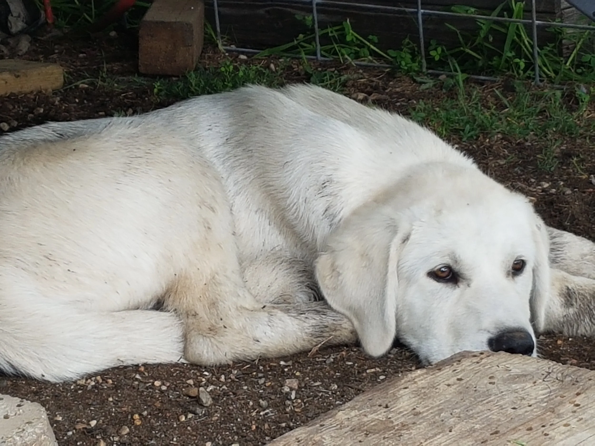 Buddy has taken residence under the deck - Jacks favourite place.
