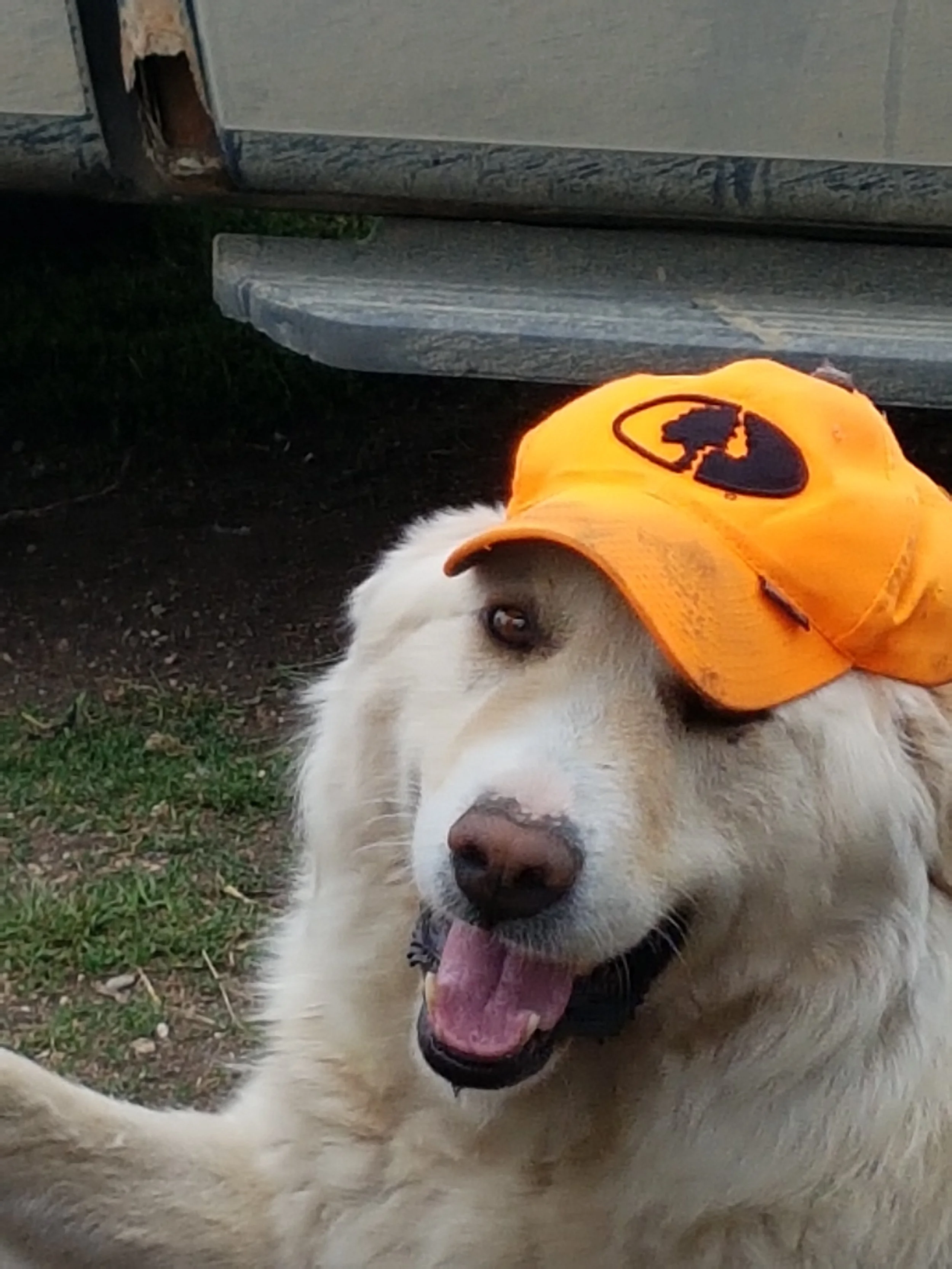 Dummy is definantely not scared of humans