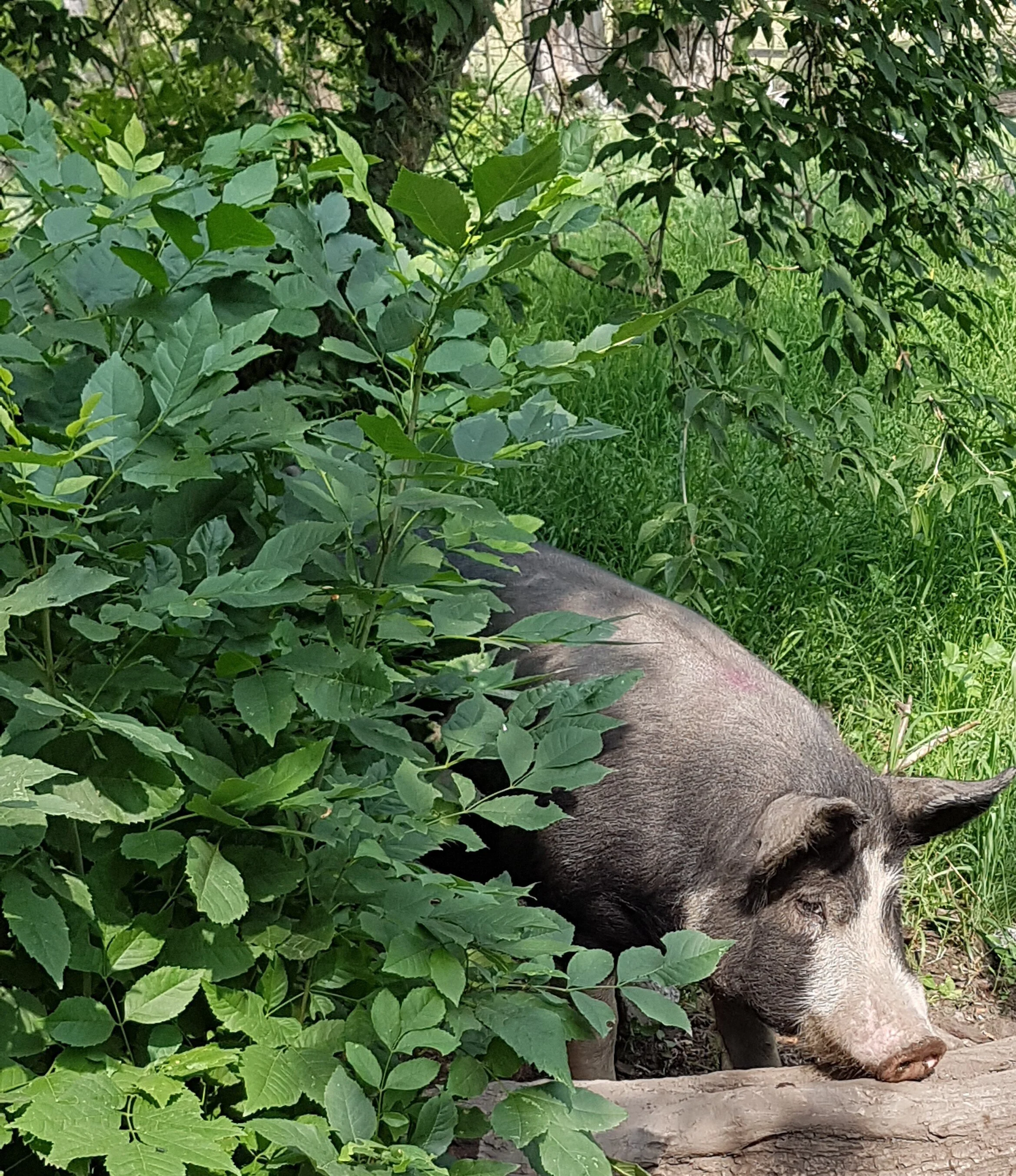 Our Berkshire pigs — Cobblestone Farm Naturally Raised Berkshire Pigs
