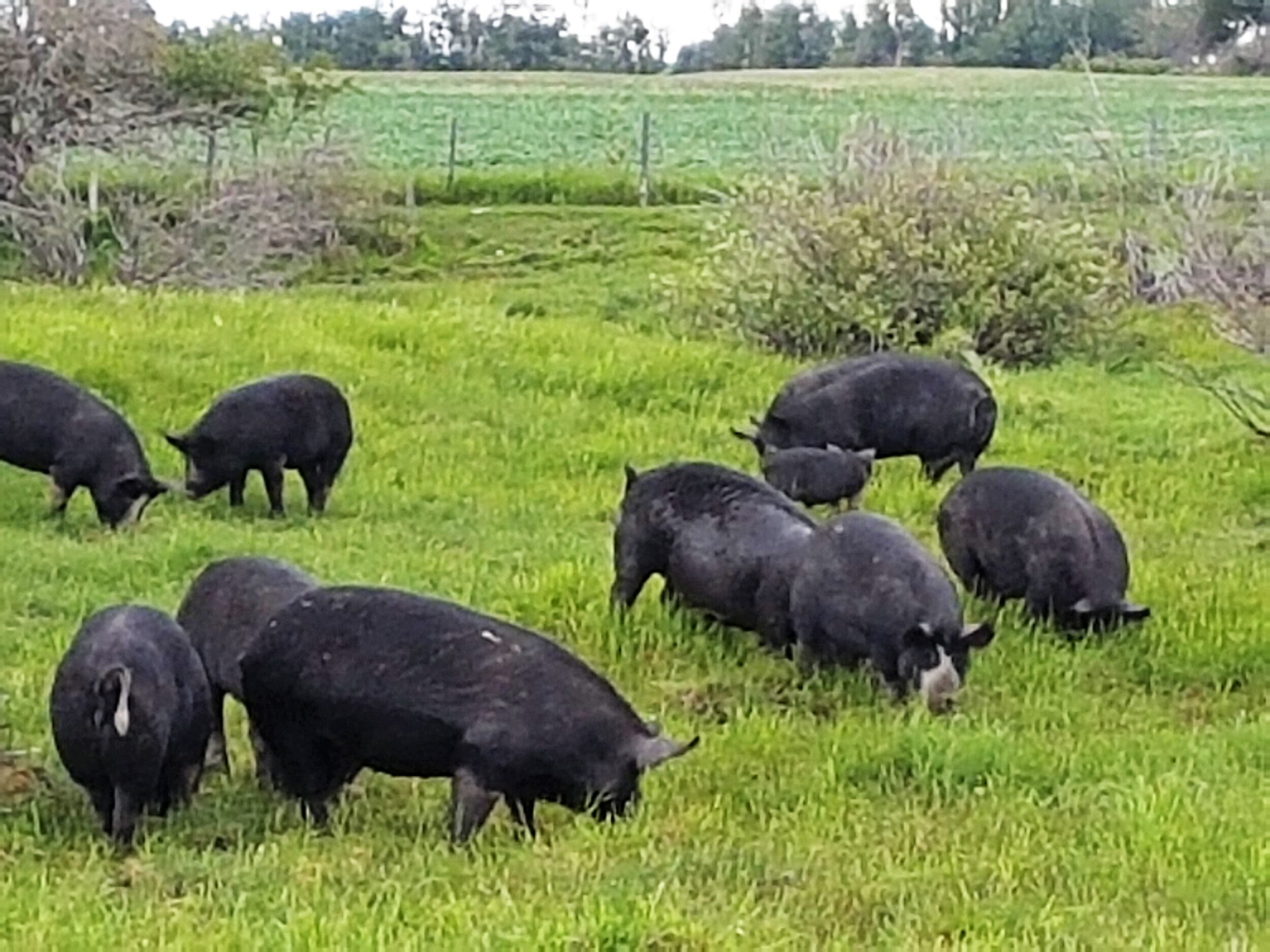 Our Berkshire pigs — Cobblestone Farm Naturally Raised Berkshire Pigs