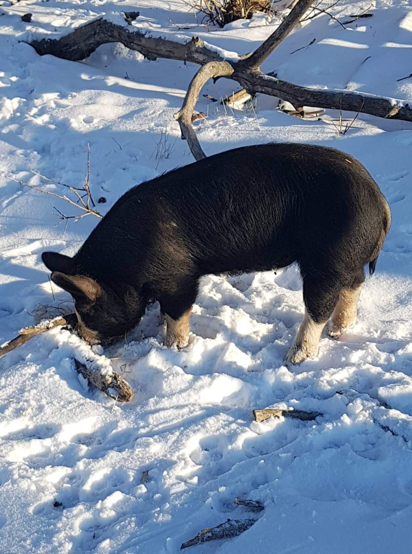 Berkshire pig snow