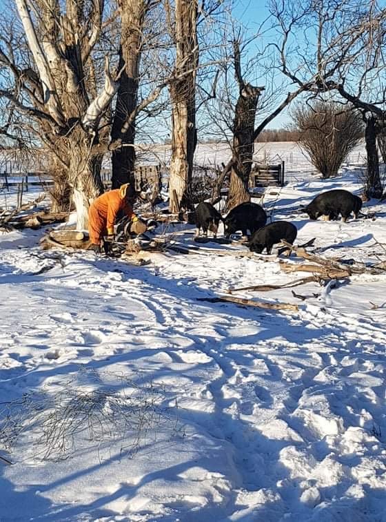 Berkshire pigs in winter in Saskatchewan 