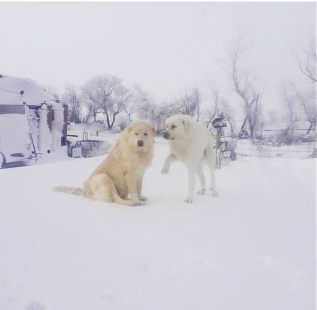 Livestock guardian dogs in Saskatchewan 