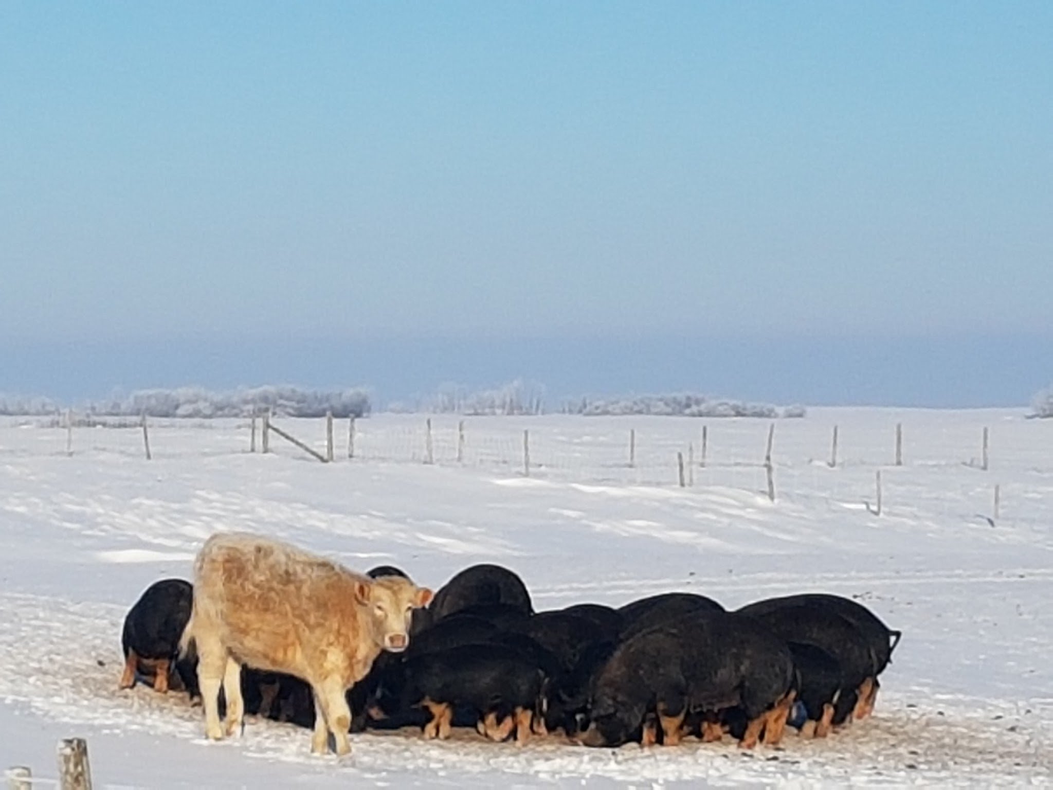 Berkshire pigs and cows in winter - multi species grazing