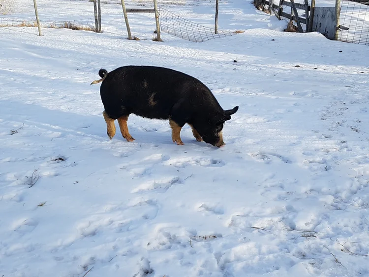 Can Pigs Survive in Cold Weather: Essential Tips for Farmers