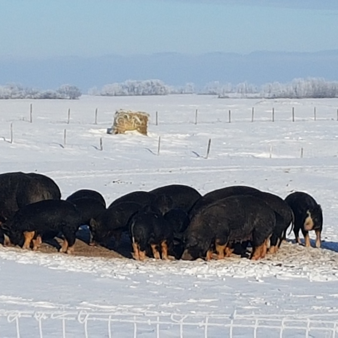 outdoor pigs in snow.png
