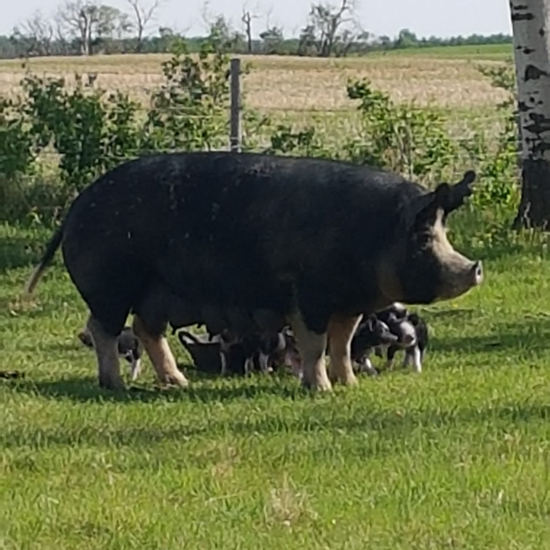 Cobblestone Ethel with piglets.png