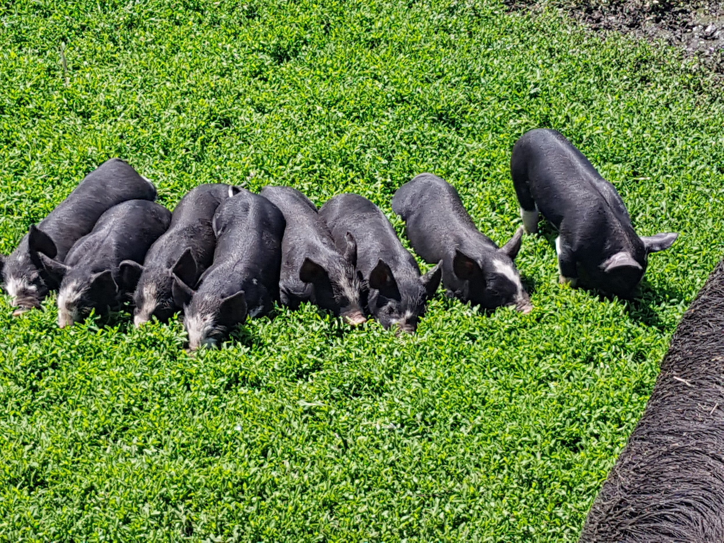 piglets in grass.jpg