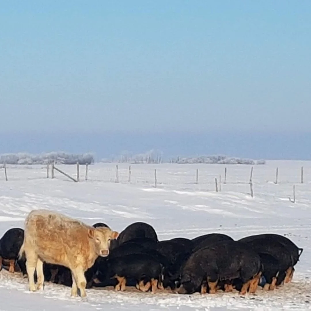 pigs in winter with charolais cow.jpg