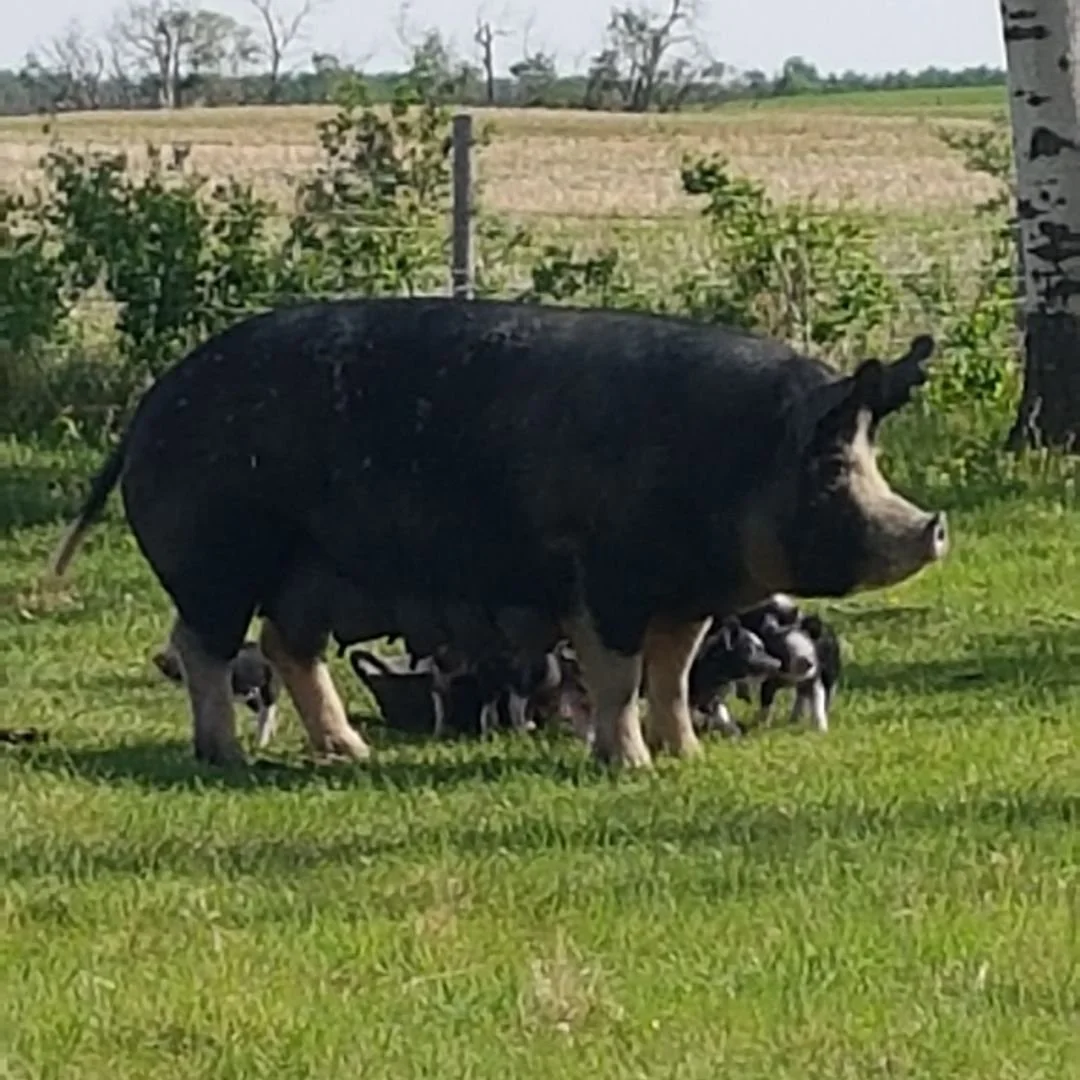 Cobblestone Ethel with piglets.jpg