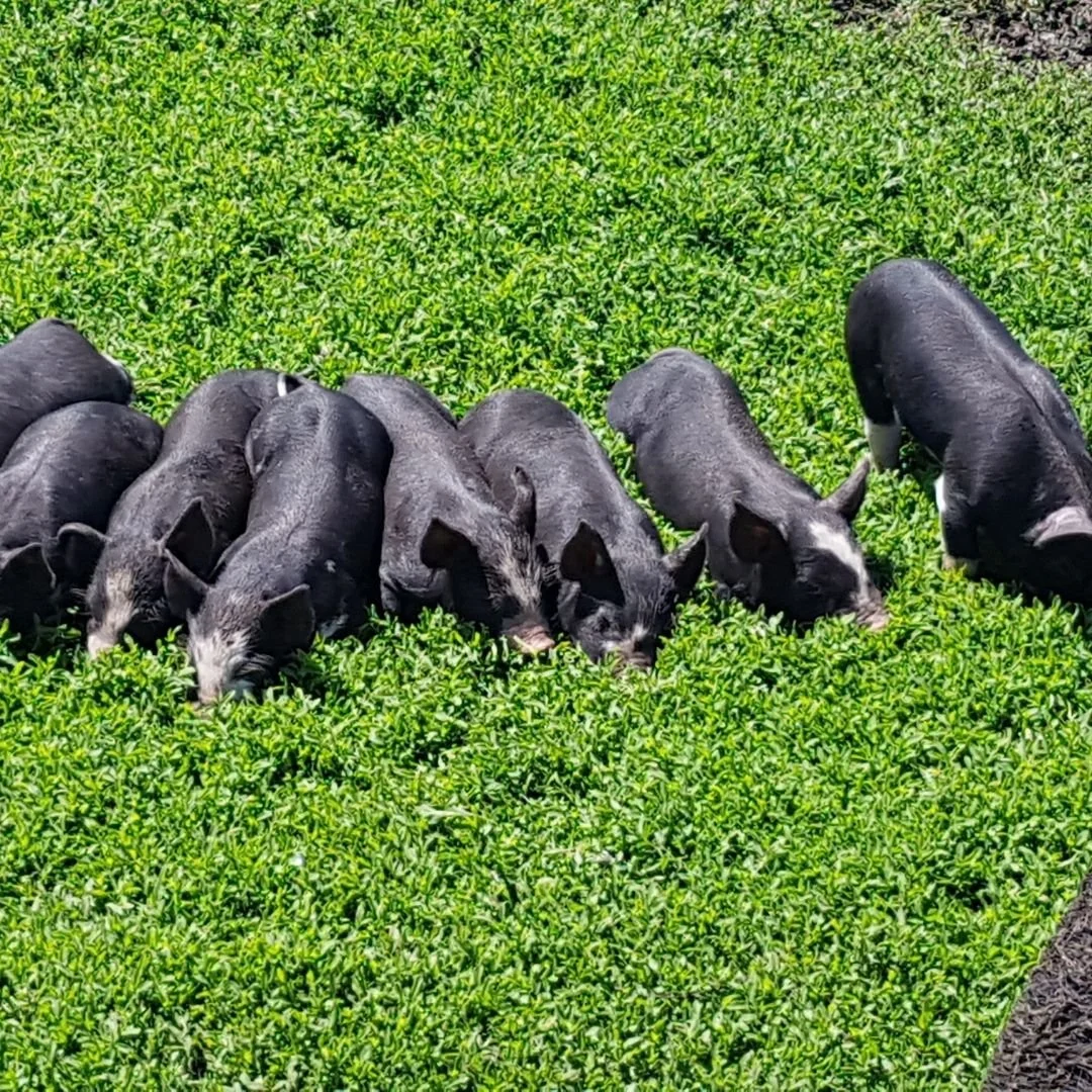 cobblestone-farm-berkshire-piglets-asleep-on-grass-saskatchewanrass.jpg