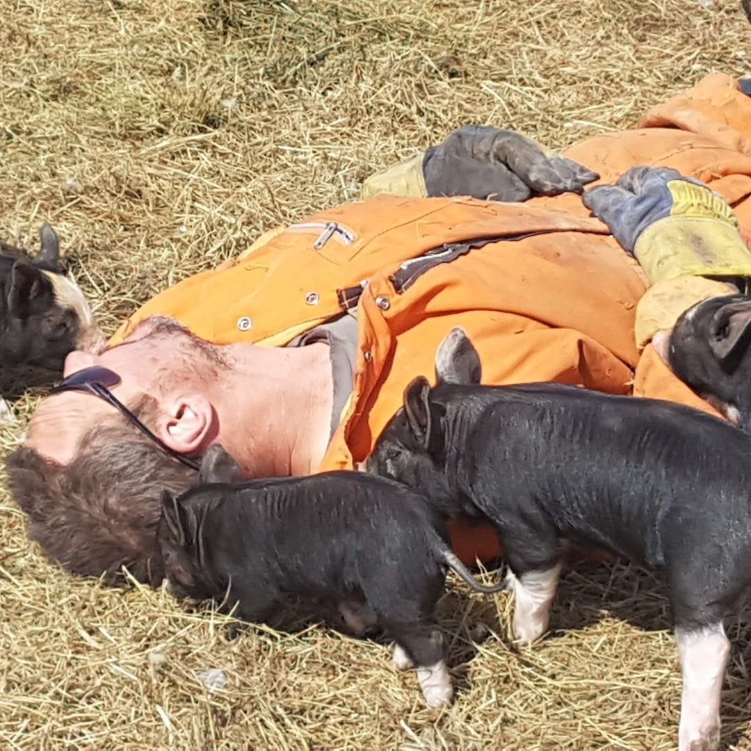 Carl asleep with Berkshire piglets on Cobblestone Farm in Saskatchewan.jpg