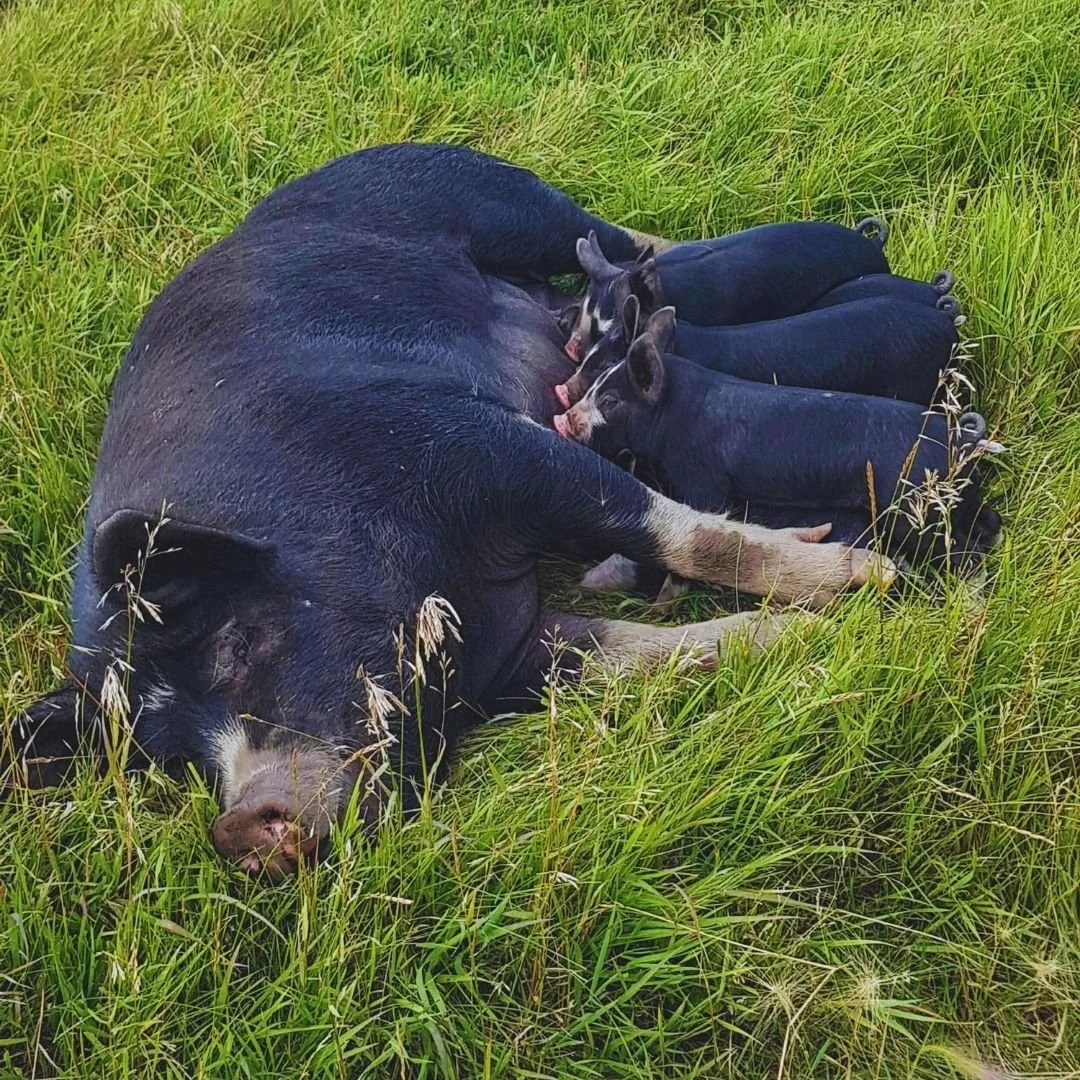 cobblestone-farm-berkshire-piglets-nursing-in-a-field-saskatchewanrass (1).jpg